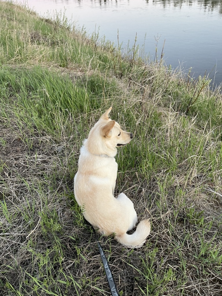 Nala, a Labrador Retriever and Chow Chow mix tested with EmbarkVet.com