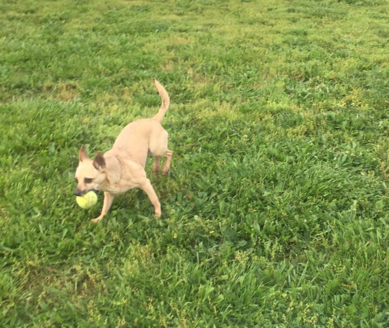 Wookie, a Chihuahua and West Highland White Terrier mix tested with EmbarkVet.com