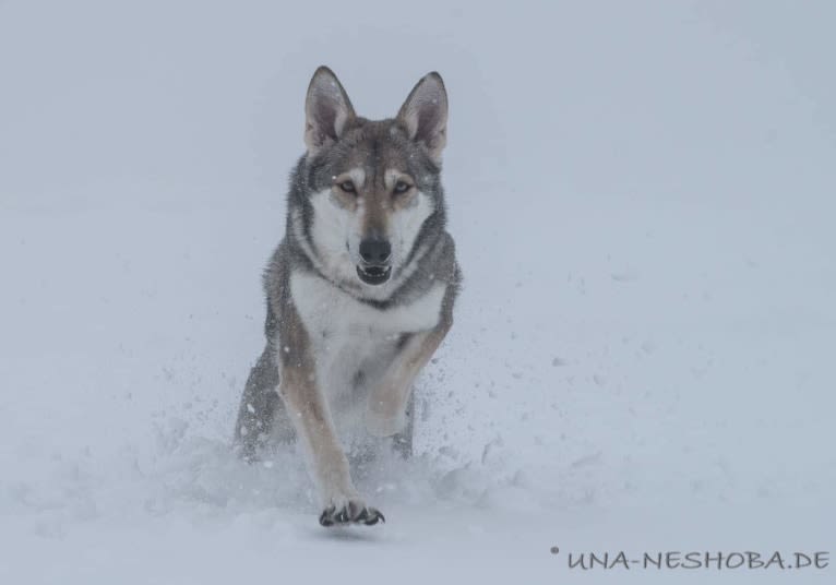 Enya, a Saarloos Wolfdog tested with EmbarkVet.com