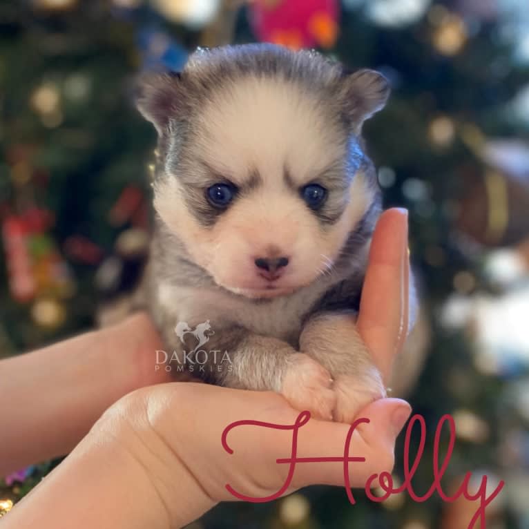 Bella, a Pomsky tested with EmbarkVet.com