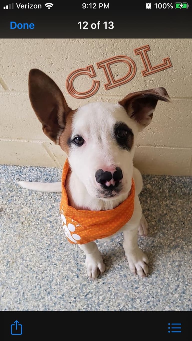 Captain Jack, an American Pit Bull Terrier and Siberian Husky mix tested with EmbarkVet.com