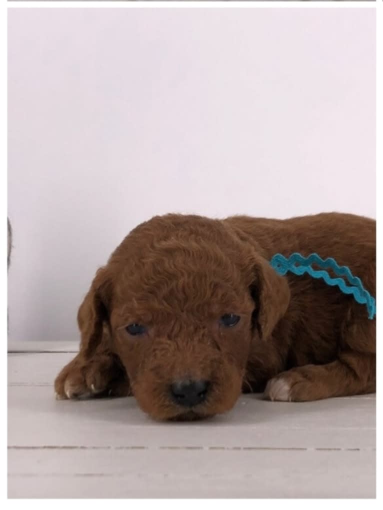 Liesel, a Goldendoodle tested with EmbarkVet.com