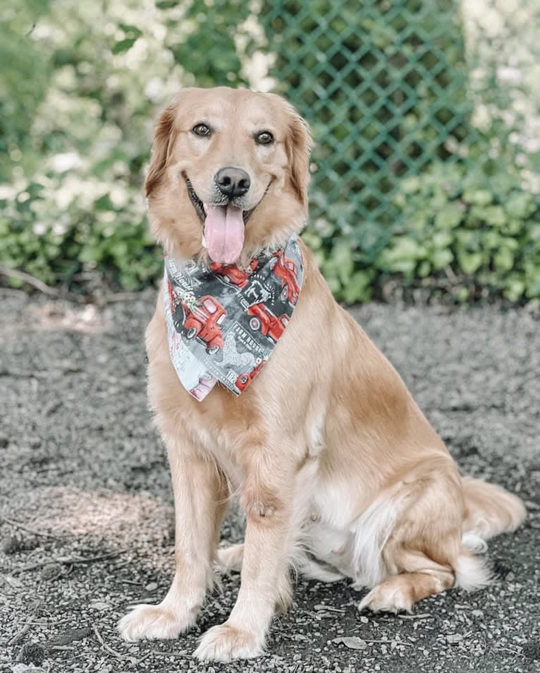 Marley, a Golden Retriever tested with EmbarkVet.com