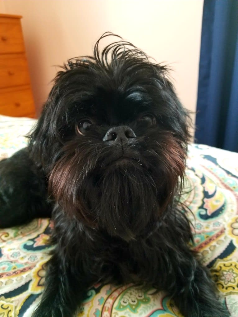 Olive, a Brussels Griffon tested with EmbarkVet.com