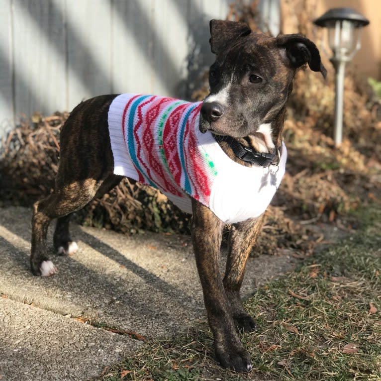 Dax, an American Pit Bull Terrier and Boxer mix tested with EmbarkVet.com