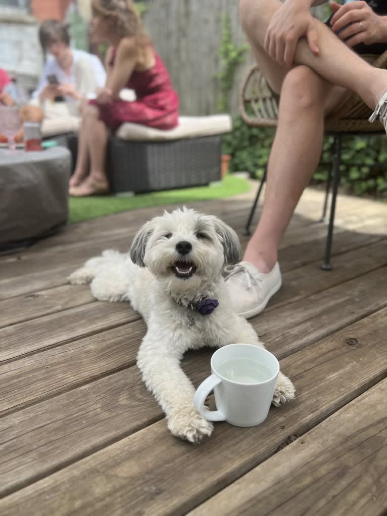 Juniper, a Poodle (Small) and Miniature Schnauzer mix tested with EmbarkVet.com