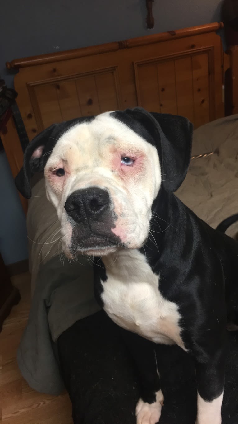 Roxy, an Alapaha Blue Blood Bulldog tested with EmbarkVet.com