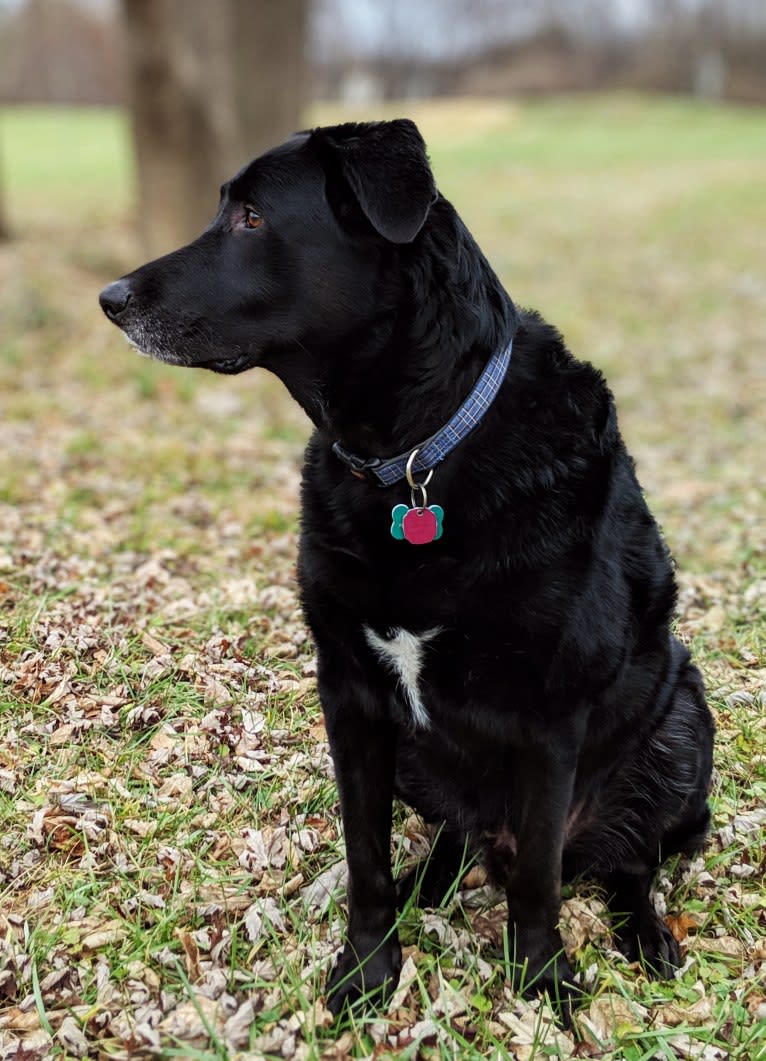 Wilson, a German Shepherd Dog and Labrador Retriever mix tested with EmbarkVet.com