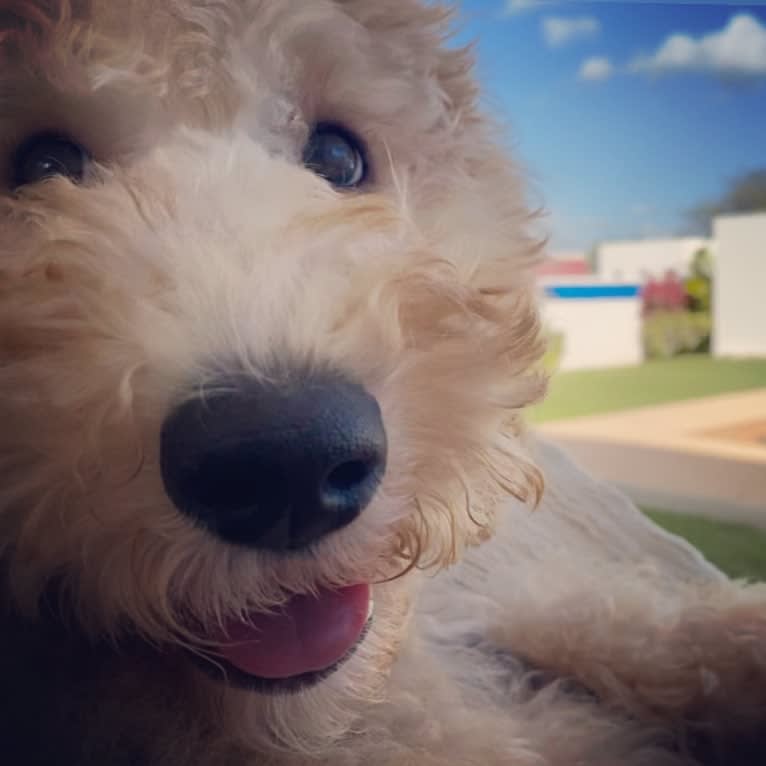 Chelsea, a Goldendoodle tested with EmbarkVet.com