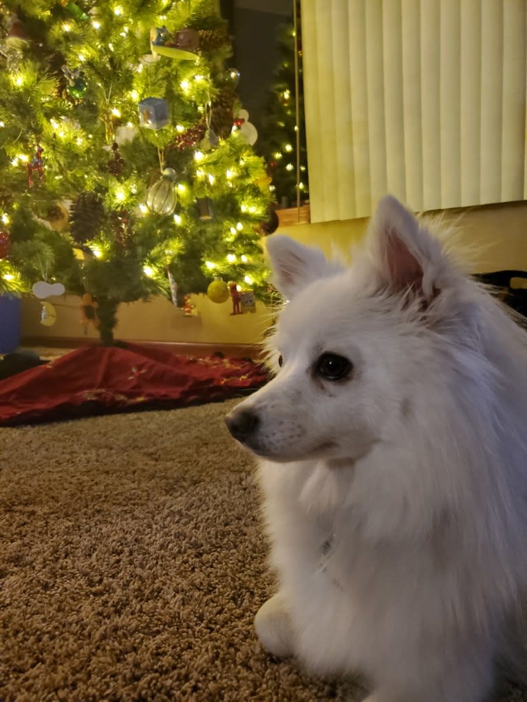 Lilly, an American Eskimo Dog tested with EmbarkVet.com