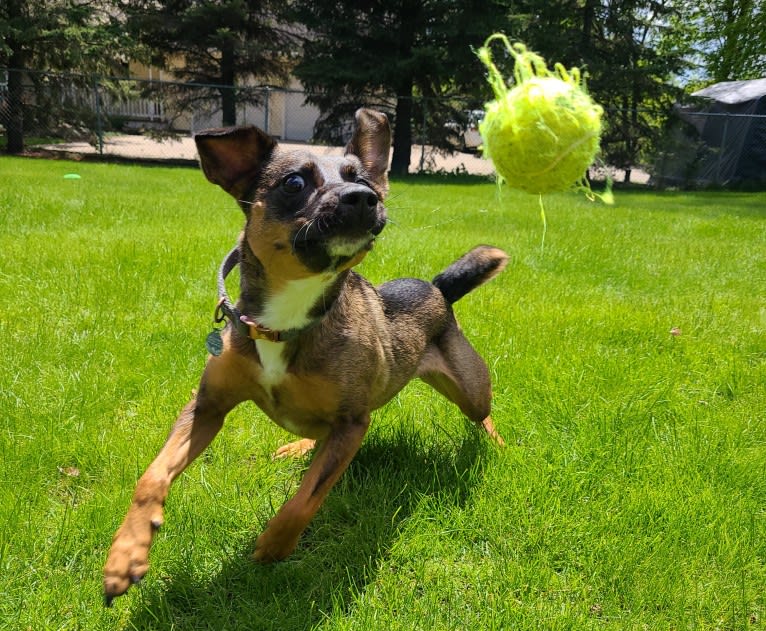 Afton, an Australian Cattle Dog and Chihuahua mix tested with EmbarkVet.com