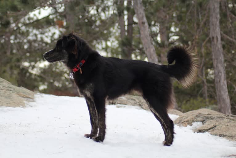 Tuli, a German Shepherd Dog and American Pit Bull Terrier mix tested with EmbarkVet.com