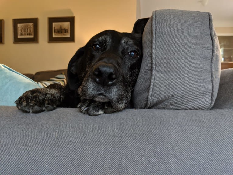 Gus, a Labrador Retriever and German Shepherd Dog mix tested with EmbarkVet.com