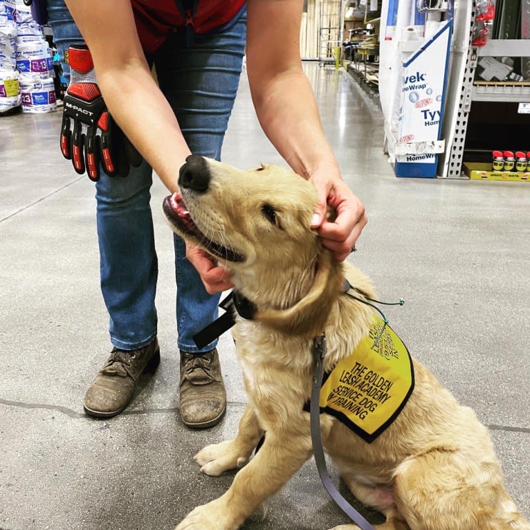 Echo, a Golden Retriever and Labrador Retriever mix tested with EmbarkVet.com