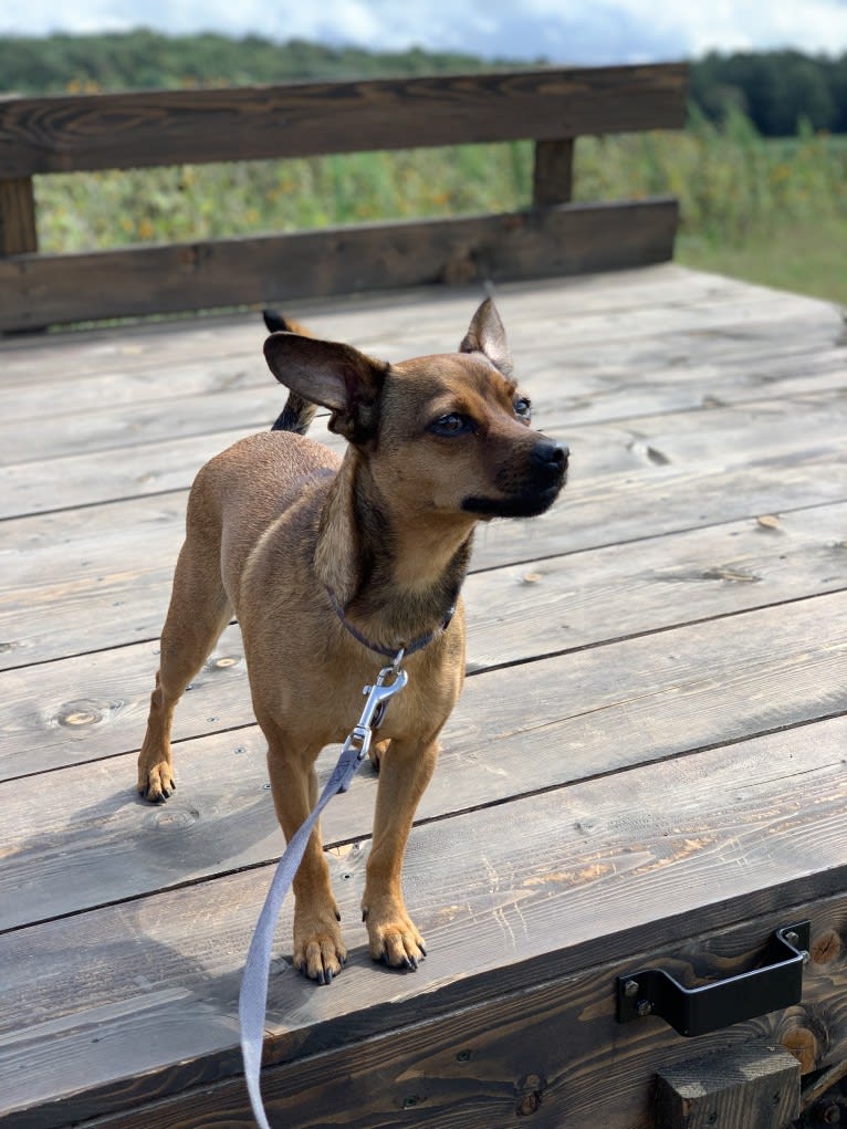 Marvin, a Chihuahua and Miniature Pinscher mix tested with EmbarkVet.com