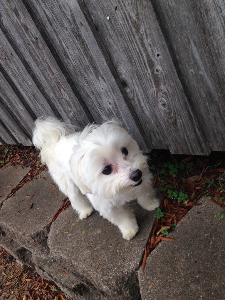 Shaboobalabooby “Boo” Elliott Peabody Minimus, a Maltese tested with EmbarkVet.com