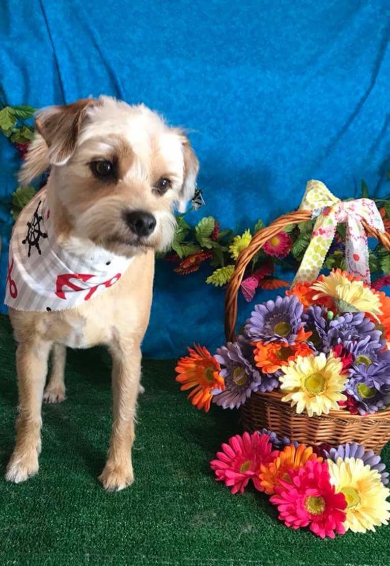 Rusty, a Russell-type Terrier and Miniature Pinscher mix tested with EmbarkVet.com