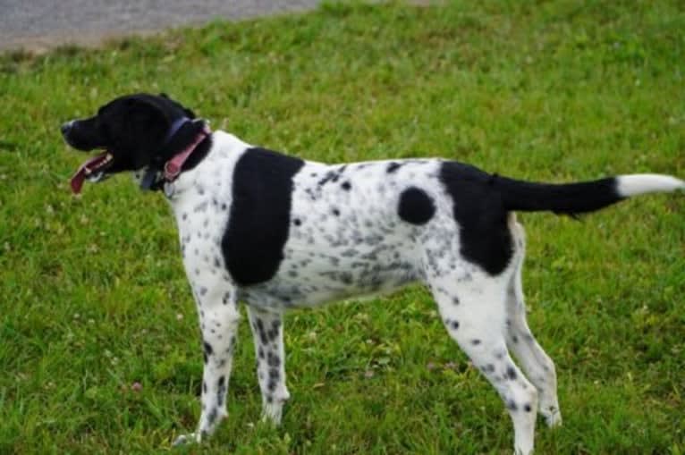 Millie, a Labrador Retriever and Great Pyrenees mix tested with EmbarkVet.com