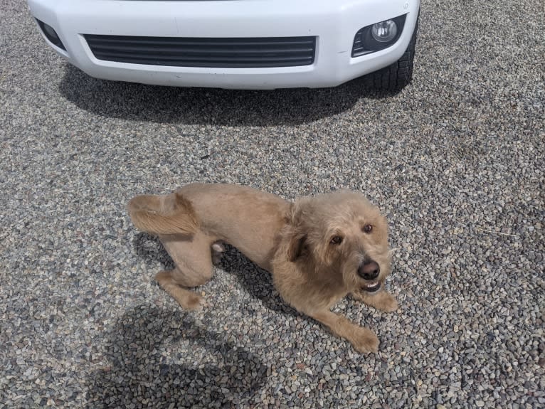Gunner, a Labradoodle tested with EmbarkVet.com