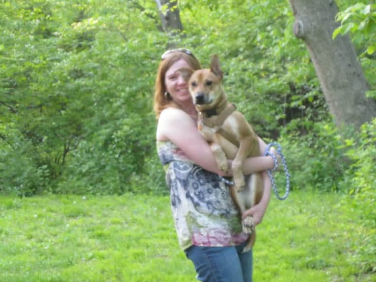 Rocco, an Australian Cattle Dog and American Pit Bull Terrier mix tested with EmbarkVet.com