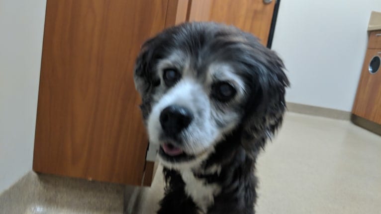 JD, a Cocker Spaniel and Lhasa Apso mix tested with EmbarkVet.com