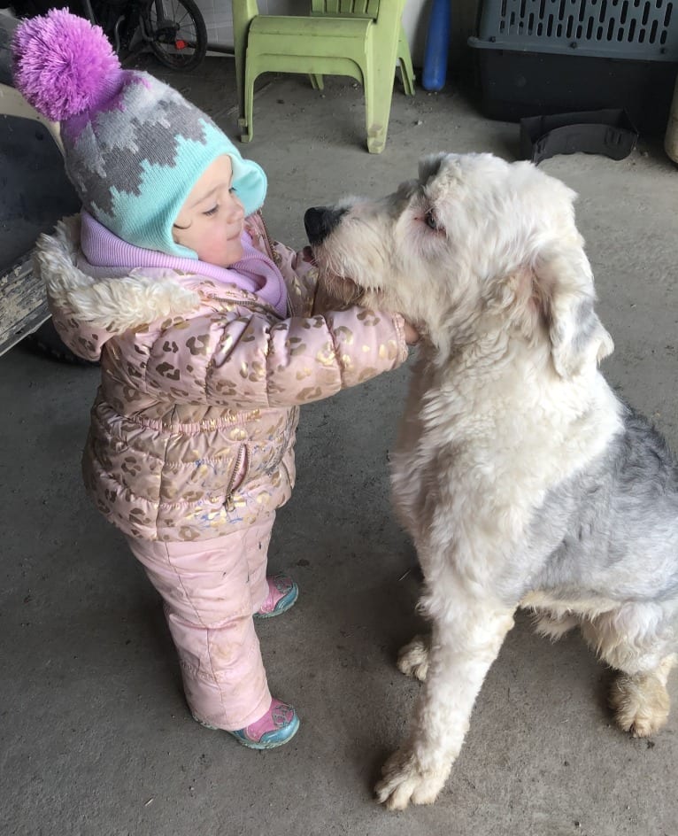 Clyde, an Old English Sheepdog tested with EmbarkVet.com