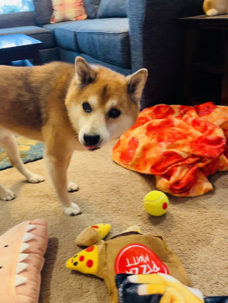 Tyler, a Shiba Inu tested with EmbarkVet.com