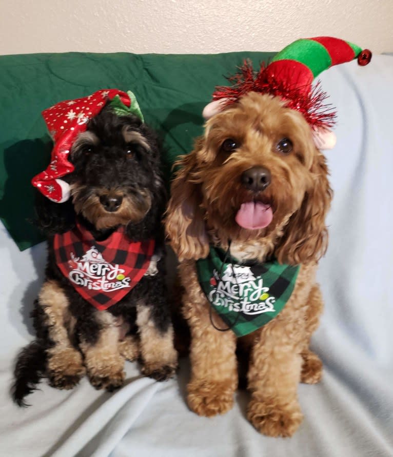 Huiterty Dixie Tulip, a Cockapoo tested with EmbarkVet.com