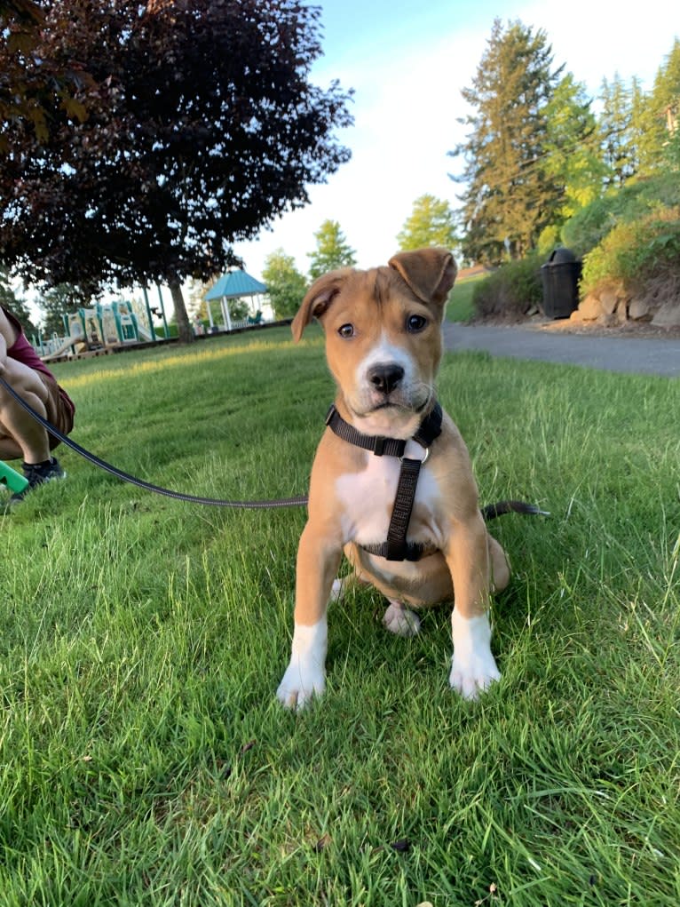 Larry, an American Pit Bull Terrier and American Staffordshire Terrier mix tested with EmbarkVet.com