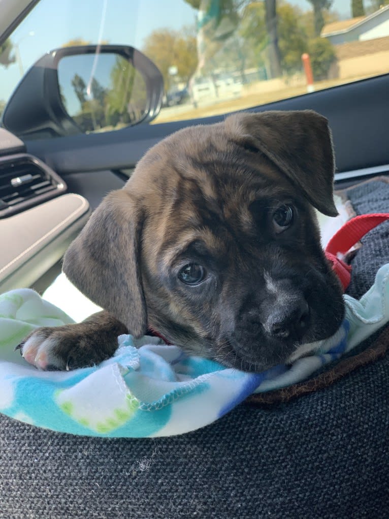 Milo, a Boxer and Siberian Husky mix tested with EmbarkVet.com