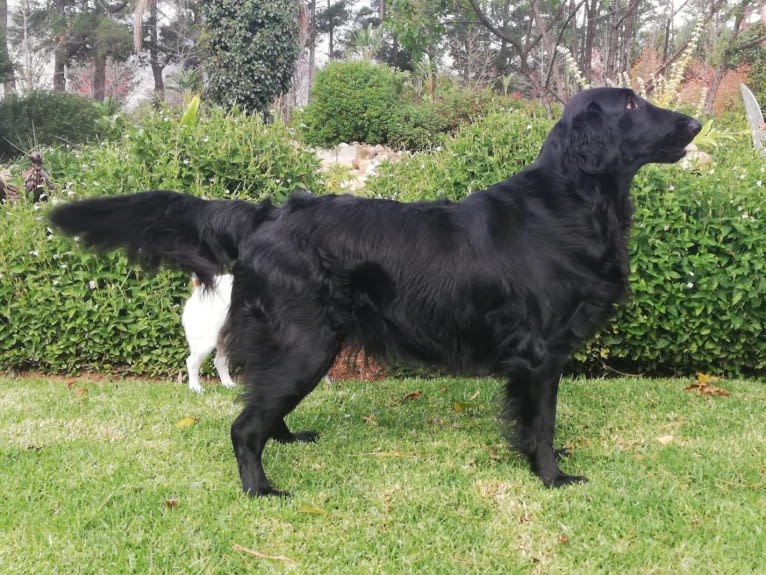 Delft, a Flat-Coated Retriever tested with EmbarkVet.com