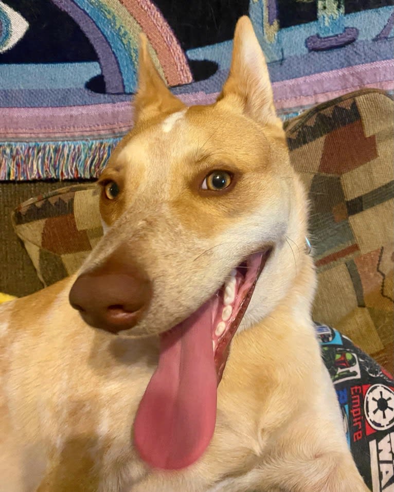 Lou, an Australian Cattle Dog and Australian Shepherd mix tested with EmbarkVet.com