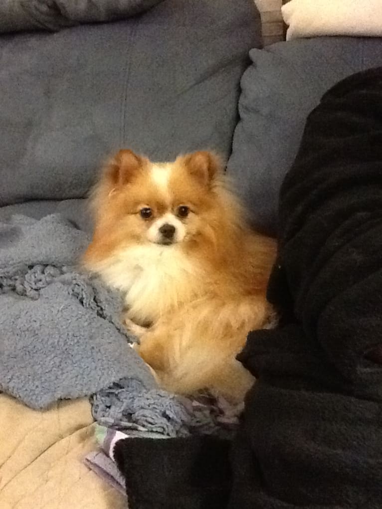 Japanese chin and pomeranian mix deals