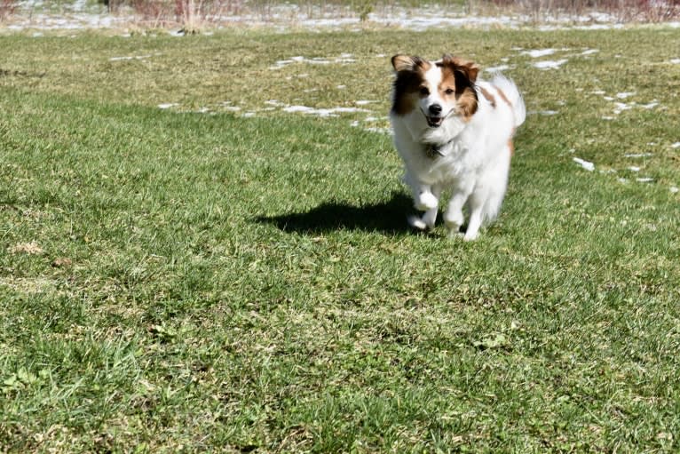 Cooper, an Australian Cattle Dog and Shih Tzu mix tested with EmbarkVet.com