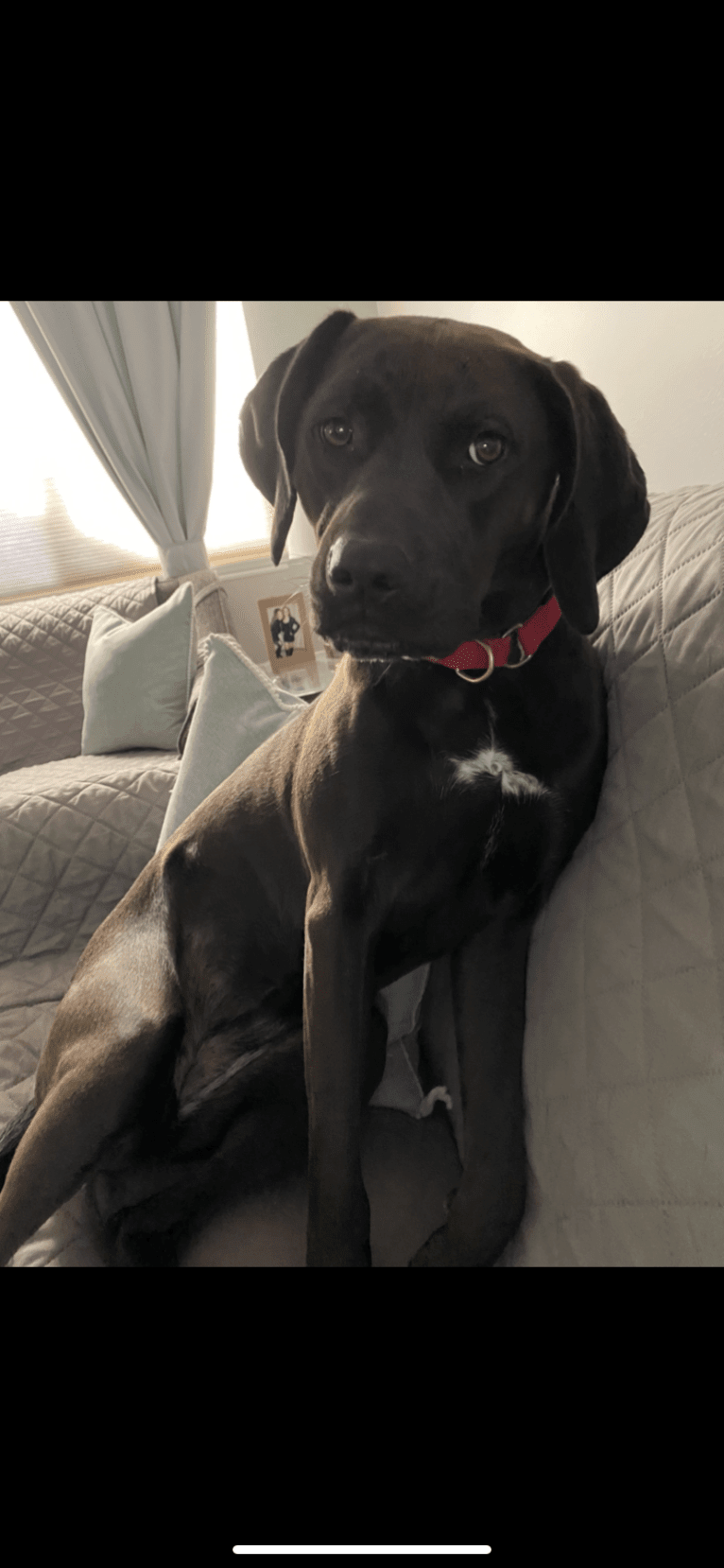 Photo of Scarlett, an American Pit Bull Terrier, Black and Tan Coonhound, and American Staffordshire Terrier mix in Tennessee, USA