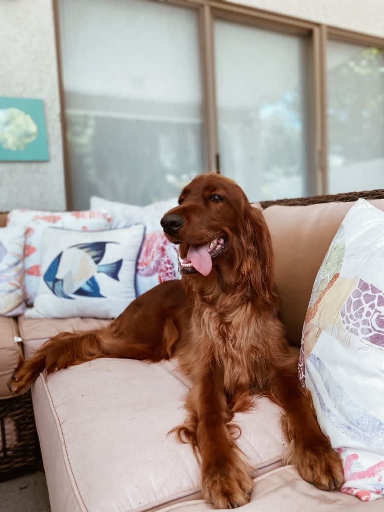 Keely, an Irish Setter tested with EmbarkVet.com