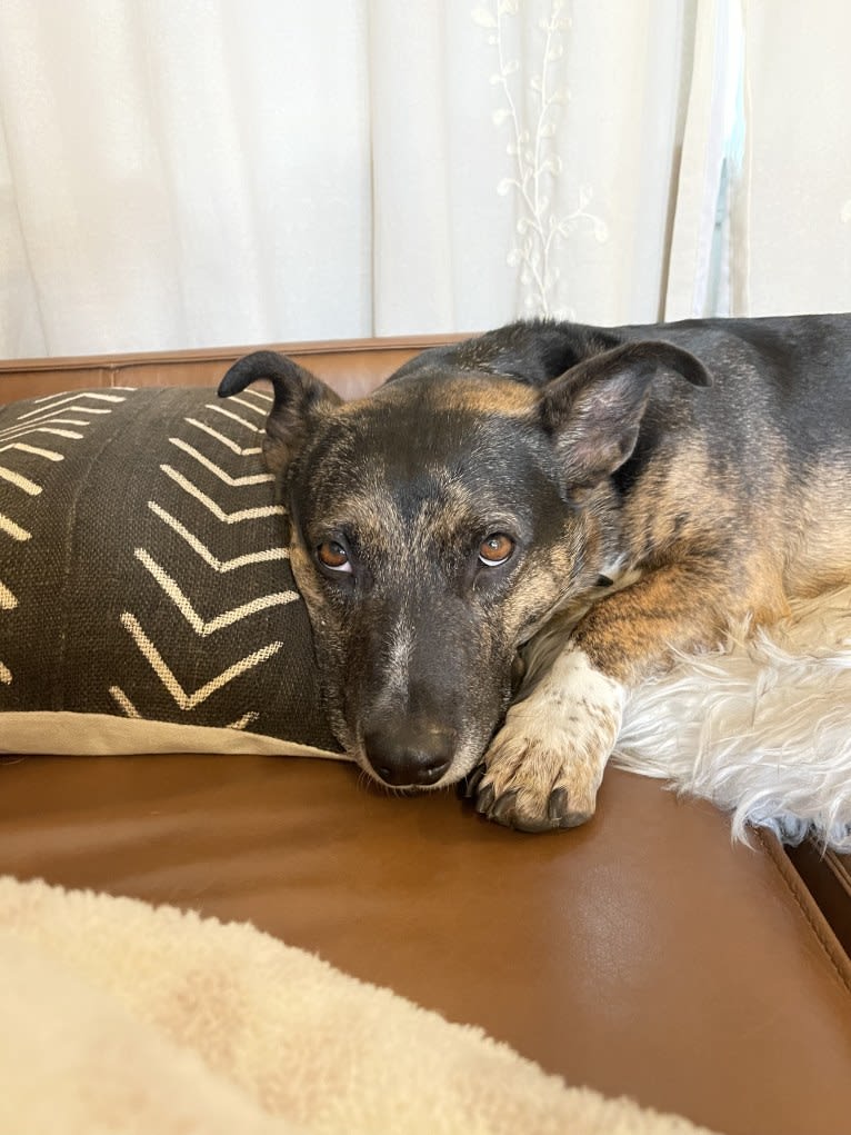 Roscoe, an American Bully and German Shepherd Dog mix tested with EmbarkVet.com