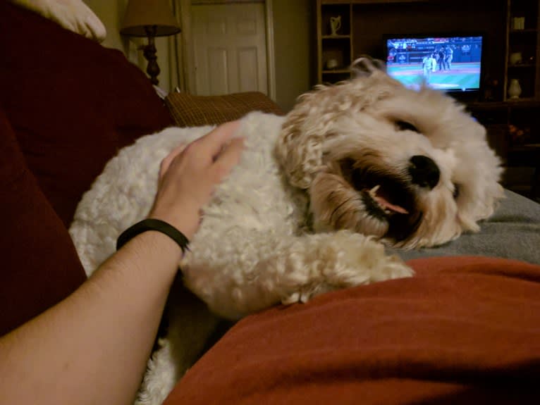 Molly, a Cavachon tested with EmbarkVet.com