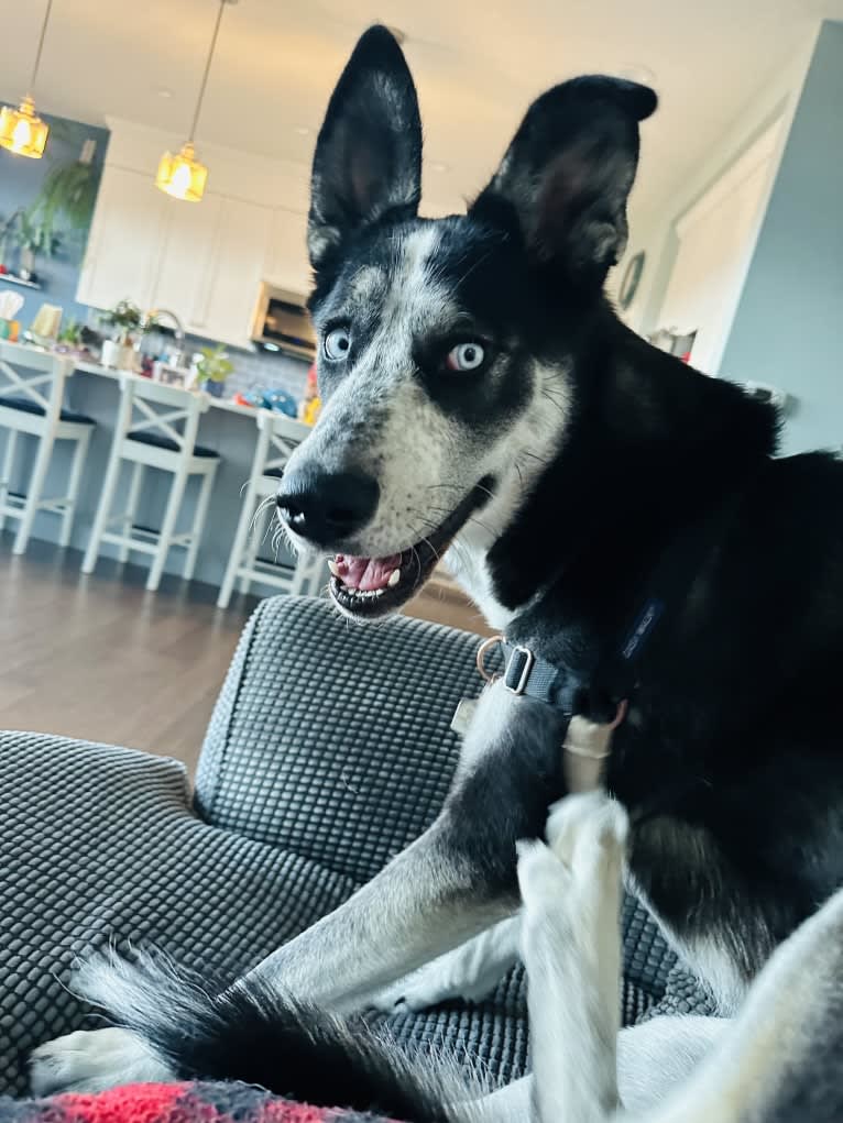 Blue, a Siberian Husky and German Shepherd Dog mix tested with EmbarkVet.com