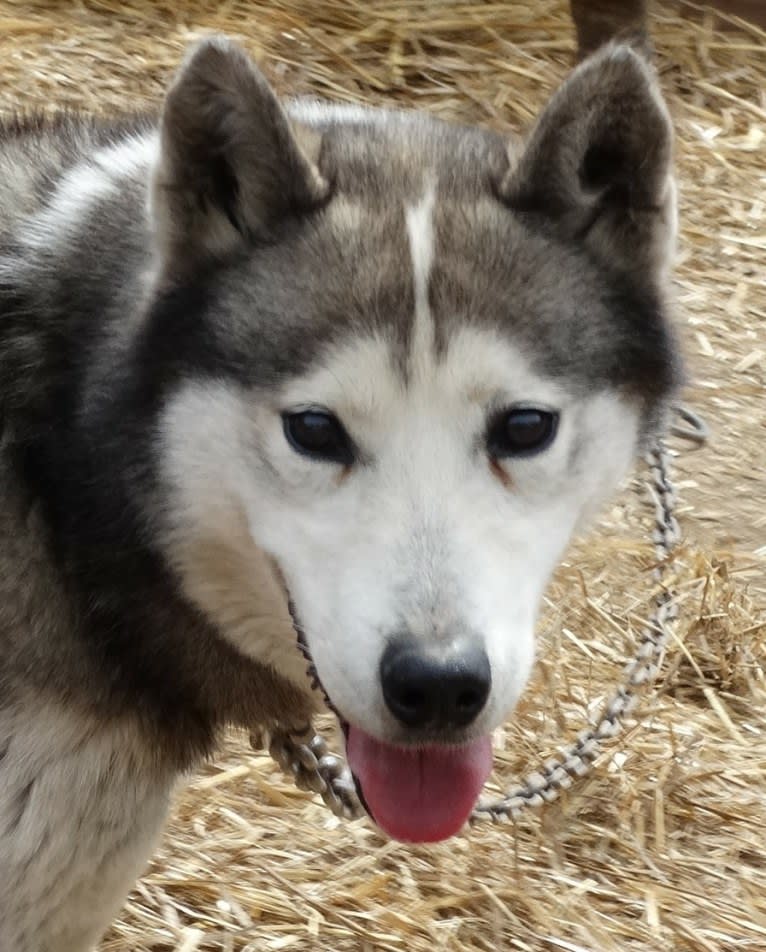 Uno, a Siberian Husky tested with EmbarkVet.com