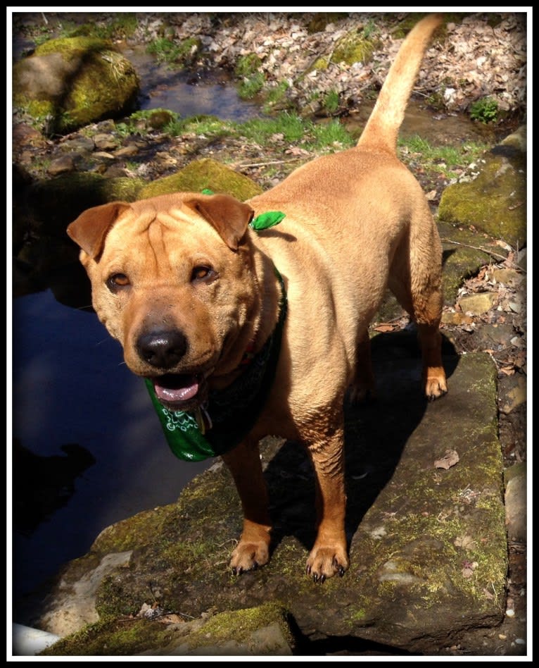 Jing, a Chinese Shar-Pei and Labrador Retriever mix tested with EmbarkVet.com