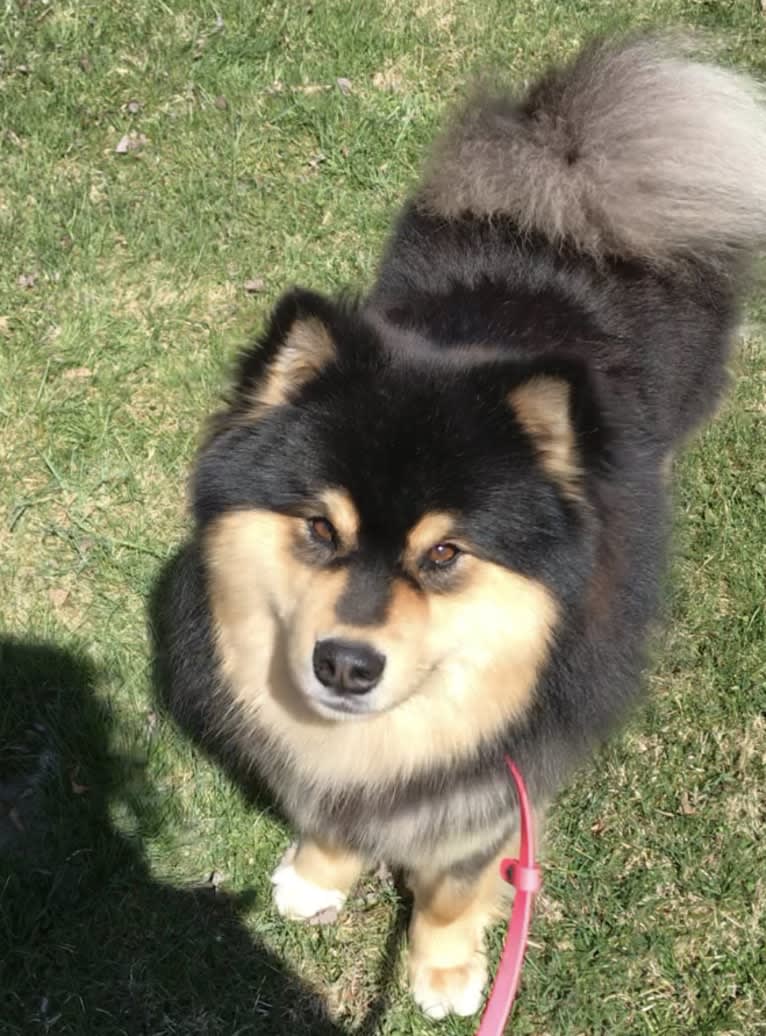 Bandit, a Finnish Lapphund tested with EmbarkVet.com