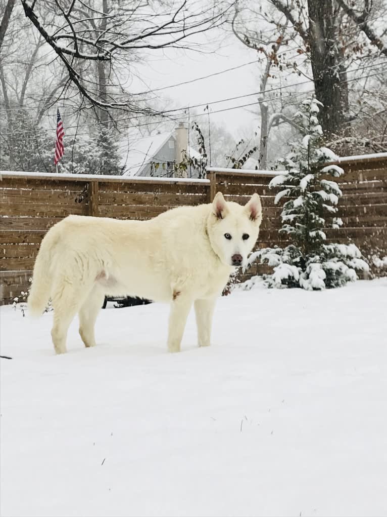 Nanuk, a Siberian Husky and German Shepherd Dog mix tested with EmbarkVet.com