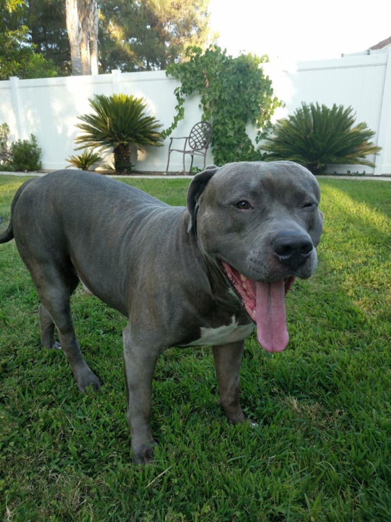 Left Brain, an American Bully and American Bulldog mix tested with EmbarkVet.com