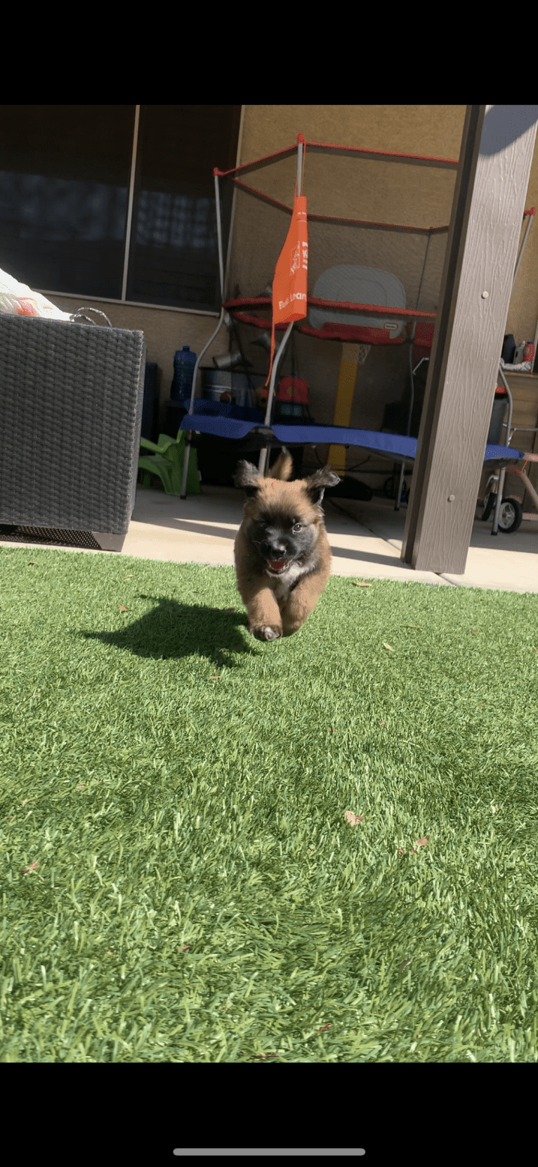 Diego, a Mastiff and German Shepherd Dog mix tested with EmbarkVet.com