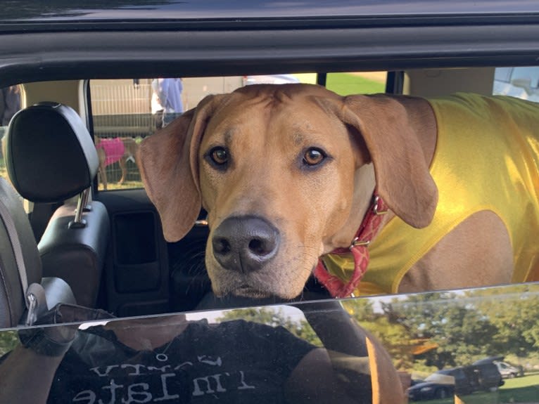 Iris, a Rhodesian Ridgeback tested with EmbarkVet.com