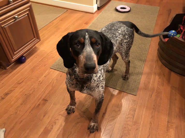 Tessa, a Bluetick Coonhound tested with EmbarkVet.com