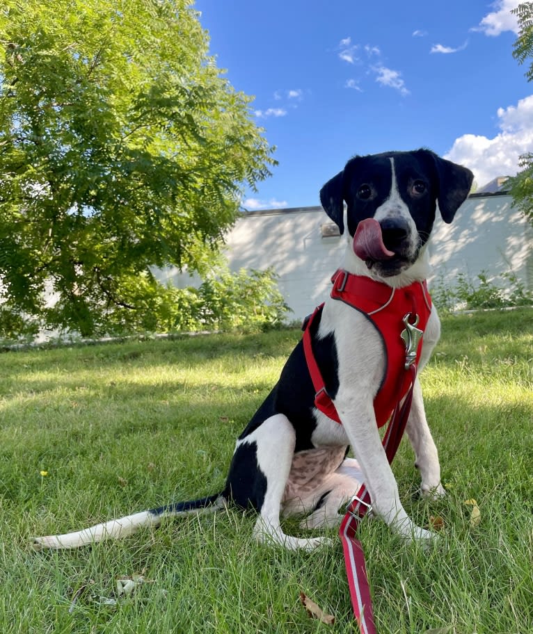 Lola, an American Pit Bull Terrier and Treeing Walker Coonhound mix tested with EmbarkVet.com