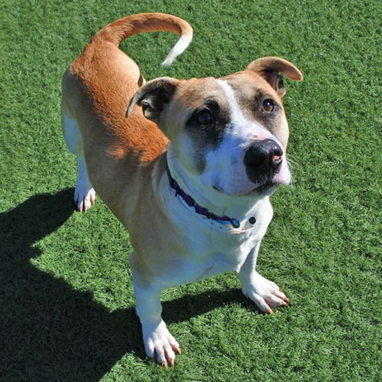 Milo, an American Staffordshire Terrier and Chihuahua mix tested with EmbarkVet.com