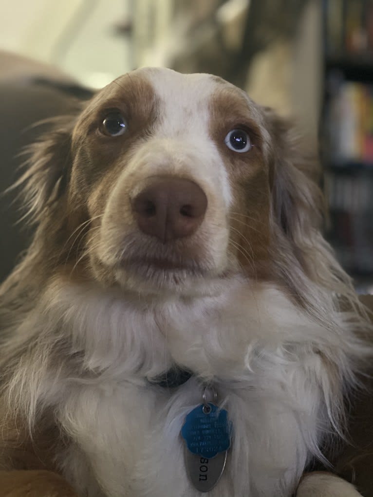 Harrison, an Australian Shepherd and Border Collie mix tested with EmbarkVet.com